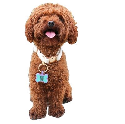 BPAフリーシリコン サイレント 犬のタグ 色彩のシリコン 犬の首のタグ 販売 ユニークなシリコン 犬のIDタグ アクセサリー