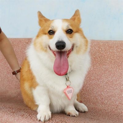 卸売 低MOQ 安い 異なる形 選択肢のための色数 シリコン 空白 犬 タグ 名 ID タグ