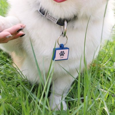 卸売 低MOQ 安い 異なる形 選択肢のための色数 シリコン 空白 犬 タグ 名 ID タグ